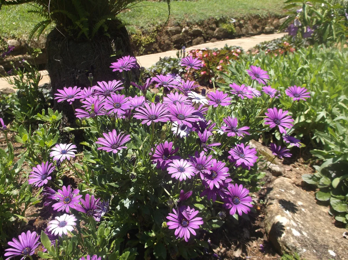 A flower bed in Hakgala Botanical Garden, Nuwara Eliya.