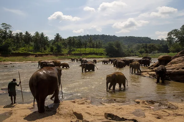 Elephants bathing in the river at the Pinnawala Elephant Orphanage.