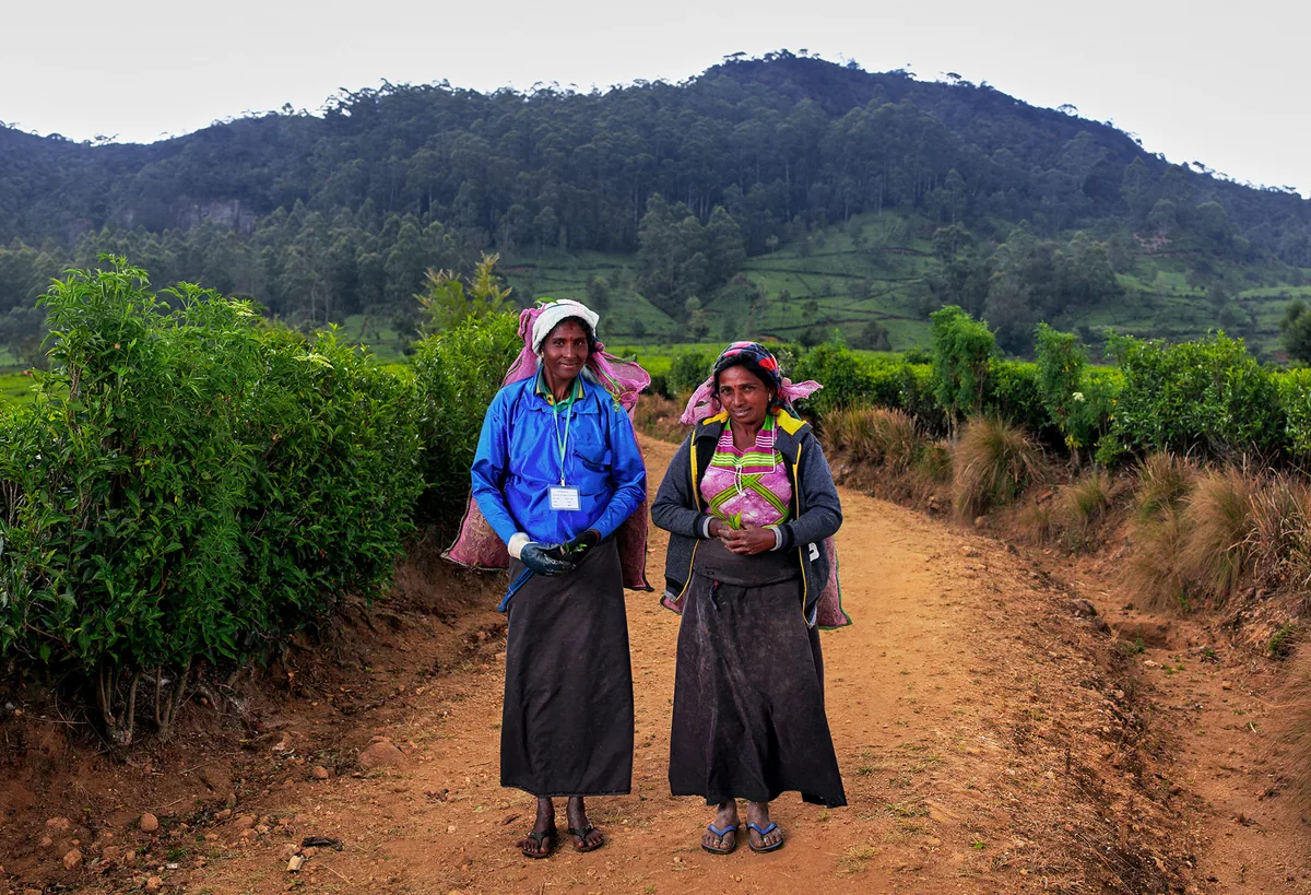 Tea bushes covering the hills of Sri Lanka’s plantation country.